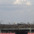 15_45-mast.jpg