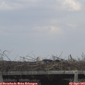 15_50-mast.jpg