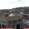 15_50-nest.jpg
