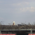 15_55-mast.jpg