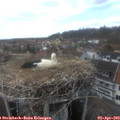 15_55-nest.jpg