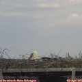 16_00-mast.jpg
