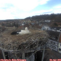 16_00-nest.jpg