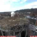 16_05-nest.jpg