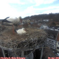 16_10-nest.jpg
