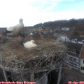 16_15-nest.jpg