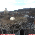16_20-nest.jpg