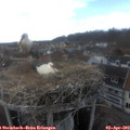 16_25-nest.jpg