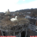 16_30-nest.jpg