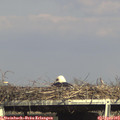 16_35-mast.jpg