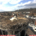 16_40-nest.jpg