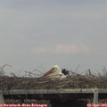 17_00-mast.jpg