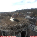 17_00-nest.jpg