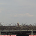 17_05-mast.jpg