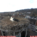 17_05-nest.jpg