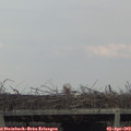 17_10-mast.jpg