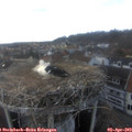 17_10-nest.jpg