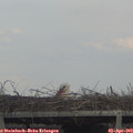 17_15-mast.jpg