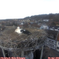 17_15-nest.jpg