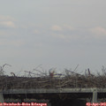 17_20-mast.jpg