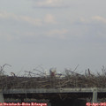 17_25-mast.jpg