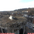 17_25-nest.jpg