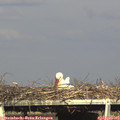17_30-mast.jpg
