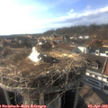 17_30-nest.jpg