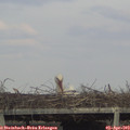 17_35-mast.jpg