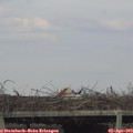 17_40-mast.jpg