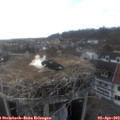 17_40-nest.jpg