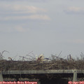 17_45-mast.jpg