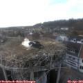 17_45-nest.jpg