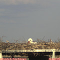 17_55-mast.jpg