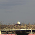 18_00-mast.jpg