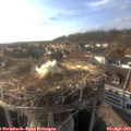 18_00-nest.jpg