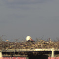 18_05-mast.jpg