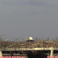 18_10-mast.jpg