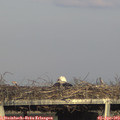 18_15-mast.jpg