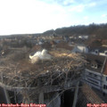 18_20-nest.jpg