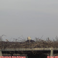 18_25-mast.jpg