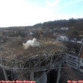 18_25-nest.jpg