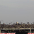 18_30-mast.jpg