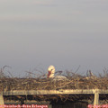 19_00-mast.jpg
