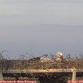 19_10-mast.jpg
