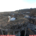 19_15-nest.jpg
