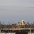 19_25-mast.jpg