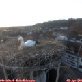 19_25-nest.jpg