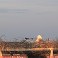 19_30-mast.jpg