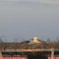 19_40-mast.jpg